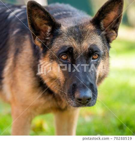 Loyal friend - German Shepherd close up, portrait Loyal friend - German Shepherd close up, portrait 70288519