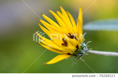 Garden yellow flower with sharp leaves on a flower bed in the garden Garden yellow flower with sharp leaves on a flower bed in the garden 70288521