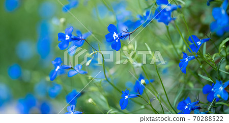 Blue lobelia Lobelia erinus closeup in the garden Blue lobelia Lobelia erinus closeup in the garden 70288522