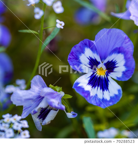 Blue pansy flower on a flower bed in the garden 70288523