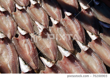 Sun-dried barracuda Sun-dried barracuda 70288903