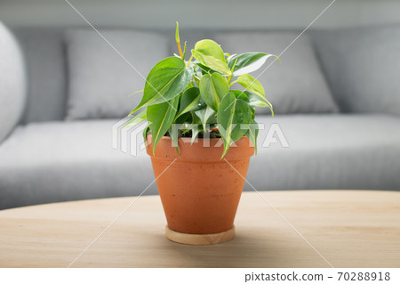 Philodendron cream splash in clay pot. Philodendron cream splash in clay pot. 70288918