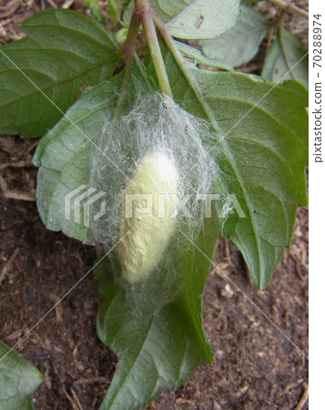 Silkworm ancestor Kuwako 70288974