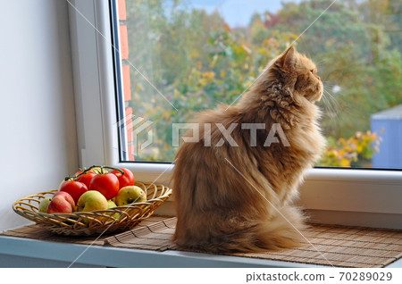 Red cat with apples and tomatoes looks out window 70289029