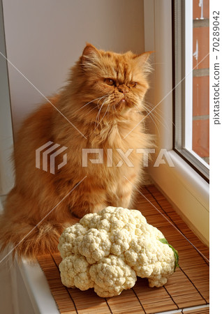 Red cat sitting near the cauliflower and looks out Red cat sitting near the cauliflower and looks out 70289042