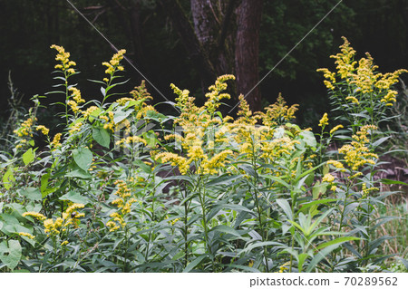 The wild flowers of Solidago canadensis or late goldenrod. Selective focus. State flower of the U.S. states of Kentucky and Nebraska The wild flowers of Solidago canadensis or late goldenrod. Selective focus. State flower of the U.S. states of Kentucky and Nebraska 70289562
