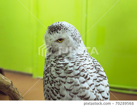 a portrait of Snowy Owl - Bubo scandiacus - wide-opened yellow eyes a portrait of Snowy Owl - Bubo scandiacus - wide-opened yellow eyes 70289568