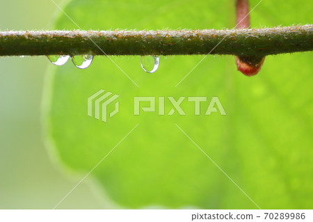 Water droplets hanging on a kiwi branch 70289986