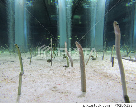 Chinese eel Chinese eel 70290155