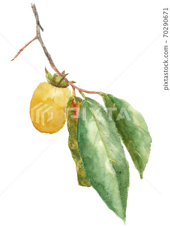 柿柿子柿子果實用樹枝和樹葉白色背景[水彩] 70290671