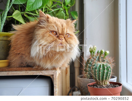 Red cat sitting on windowsill looks out window Red cat sitting on windowsill looks out window 70290852