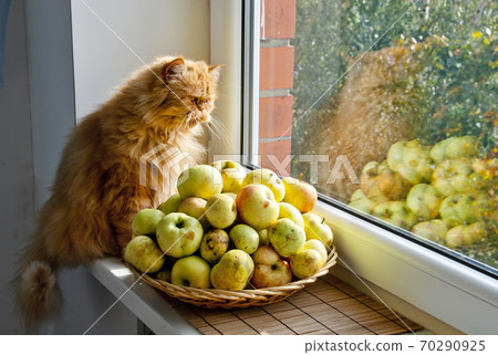 Red cat with apples looks out window 70290925