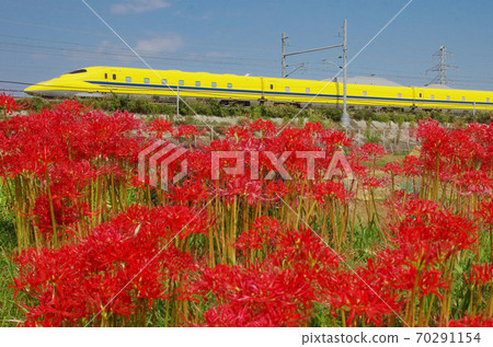 醫生黃色和群集孤挺花 70291154