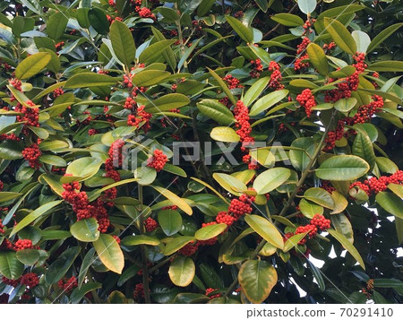Pyracantha (Firethorn) 70291410