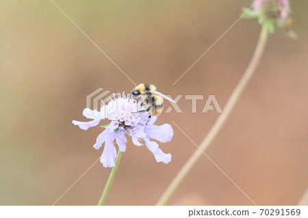 Tiger bumblebee that came to the flower of Pincushion flower 70291569