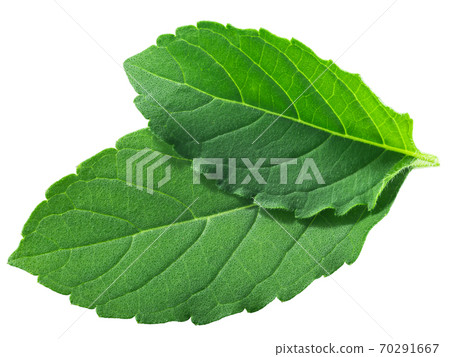 Rama tulsi leaves (Ocimum tenuiflorum foliage) isolated, top  view 70291667
