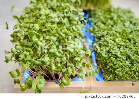 Fresh juicy green microgreens grow in trays. Fresh juicy green microgreens grow in trays. 70292463