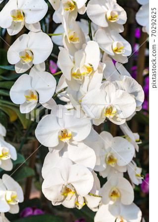 White Orchids flowers in park 70292625