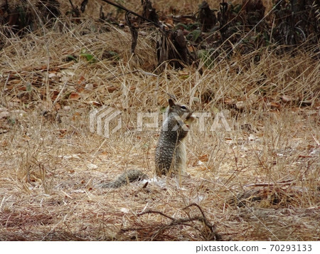 California ground squirrel California ground squirrel 70293133