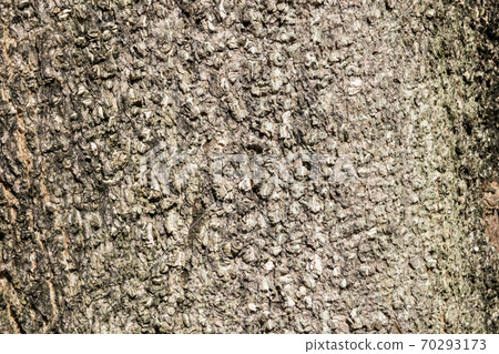 background of brown bark background of brown bark 70293173