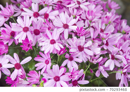 這朵花的名字叫Cineria。 這朵花的名字叫Cineria。 70293468