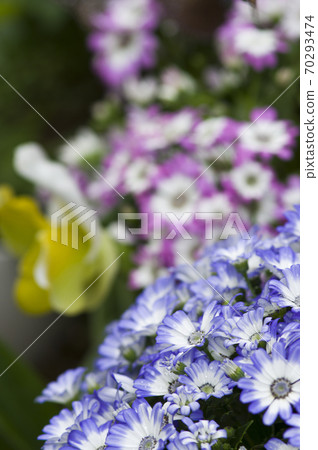 這朵花的名字叫Cineria。 70293474