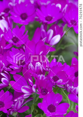 這朵花的名字叫Cineria。 這朵花的名字叫Cineria。 70293478