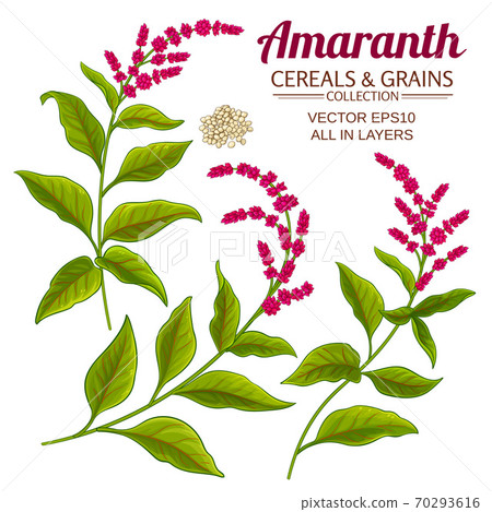 amaranth vector set amaranth vector set 70293616
