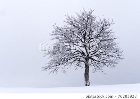 Minimalistic landscape with a lonely naked snowy tree Minimalistic landscape with a lonely naked snowy tree 70293928