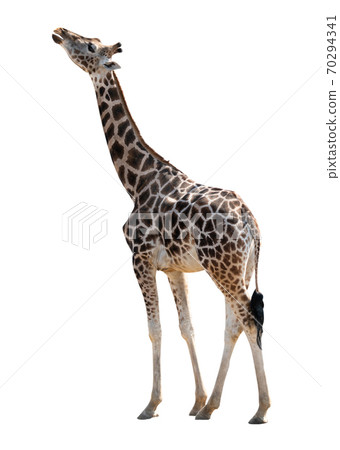 Giraffe isolated on a white background. Giraffe isolated on a white background. 70294341