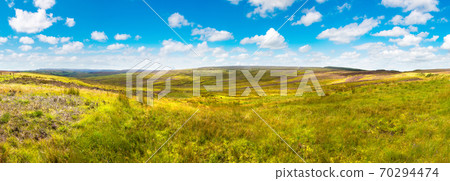 Fields of heather in Scotland 70294474
