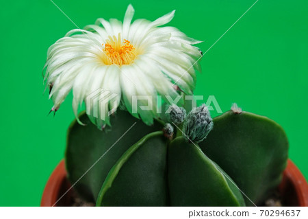 Beautiful flower cactus white flower hekiran 70294637