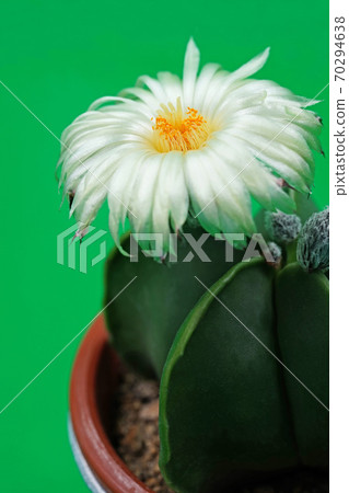 Beautiful flower cactus white flower hekiran 70294638