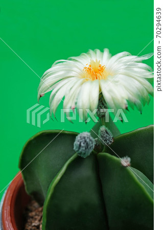 美麗的花仙人掌白花hekiran 美麗的花仙人掌白花hekiran 70294639