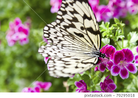 Butterflies are sucking nectar from flowers. The name of this butterfly is the large tree nymph. Butterflies are sucking nectar from flowers. The name of this butterfly is the large tree nymph. 70295018