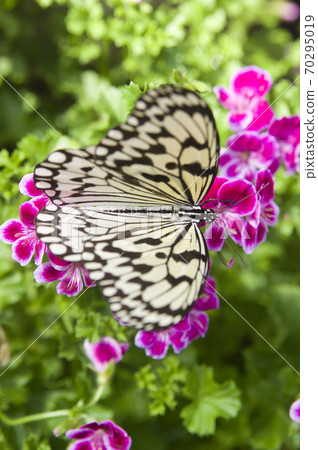 Butterflies are sucking nectar from flowers. The name of this butterfly is the large tree nymph. Butterflies are sucking nectar from flowers. The name of this butterfly is the large tree nymph. 70295019
