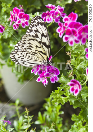 Butterflies are sucking nectar from flowers. The name of this butterfly is the large tree nymph. 70295020