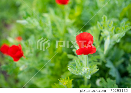 Poppy flowers in spring meadow. bright wild flower 70295183