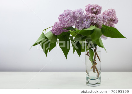 Lilac flowers in vase against white background Lilac flowers in vase against white background 70295599