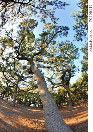 Miho no Matsubara 70296115