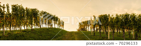 Rows Of Vineyard Grape Vines. Autumn Landscape. Austria south Styria. Rows Of Vineyard Grape Vines. Autumn Landscape. Austria south Styria. 70296133