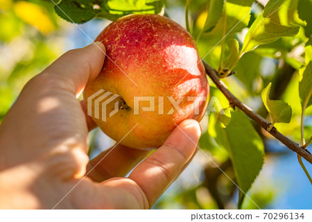 Mans hand delicately picking an fresh apple straight from tree. 70296134
