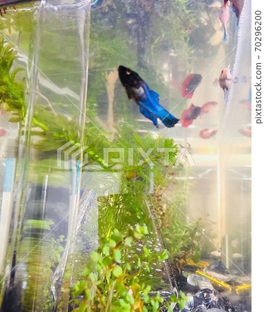 明亮的水草和熱帶魚 70296200