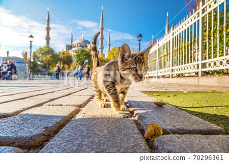Cat in Istanbul Cat in Istanbul 70296361