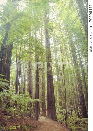 Redwood trees from bottom up, in Redwoods Whakarewarewa Forest, Rotorua, New Zealand 70296555