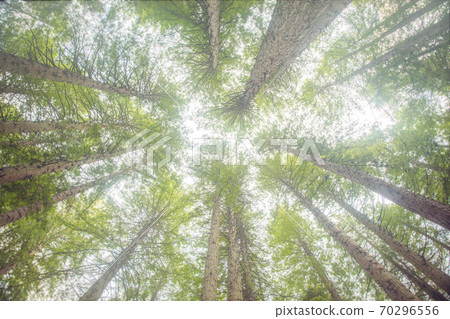 Redwood trees from bottom up, in Redwoods Whakarewarewa Forest, Rotorua, New Zealand 70296556
