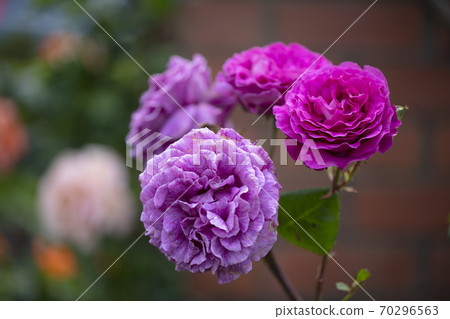 Purple-lilac coloured Chartreuse de parme Delbard roses Purple-lilac coloured Chartreuse de parme Delbard roses 70296563