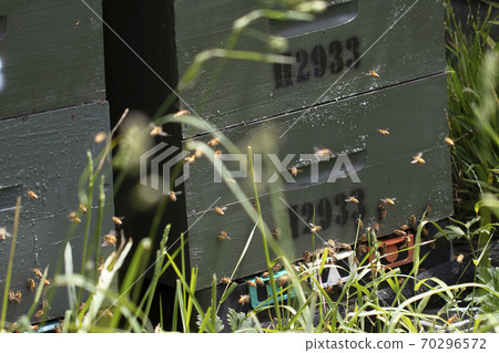 Beehives and bees in apiary in a botanical garden in Wellington, New Zealand. Beekeeping or apiculture concept. 70296572