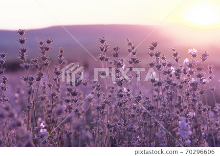 Lavender Field in the summer sunset time 70296606