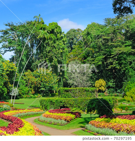 Tropical garden with many flowers and exotic trees. 70297195